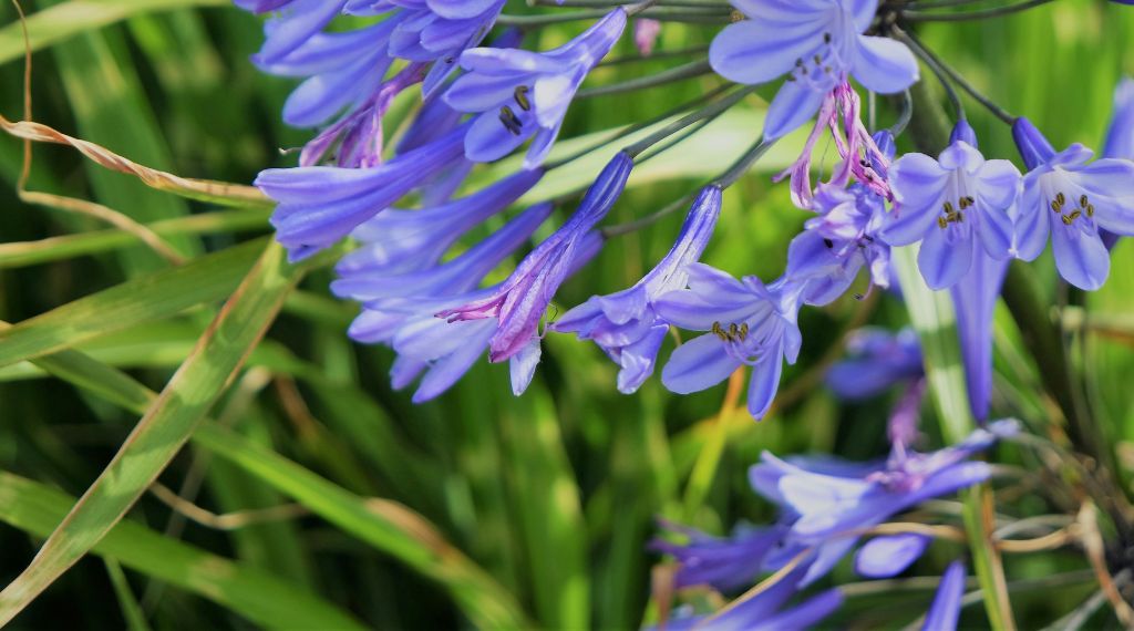 fleurir la tombe été