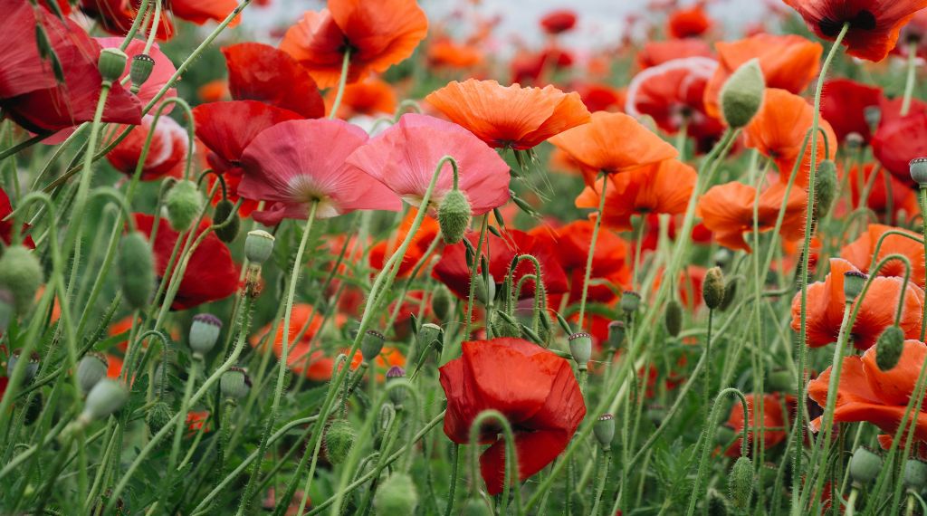 fleurs cimetière été