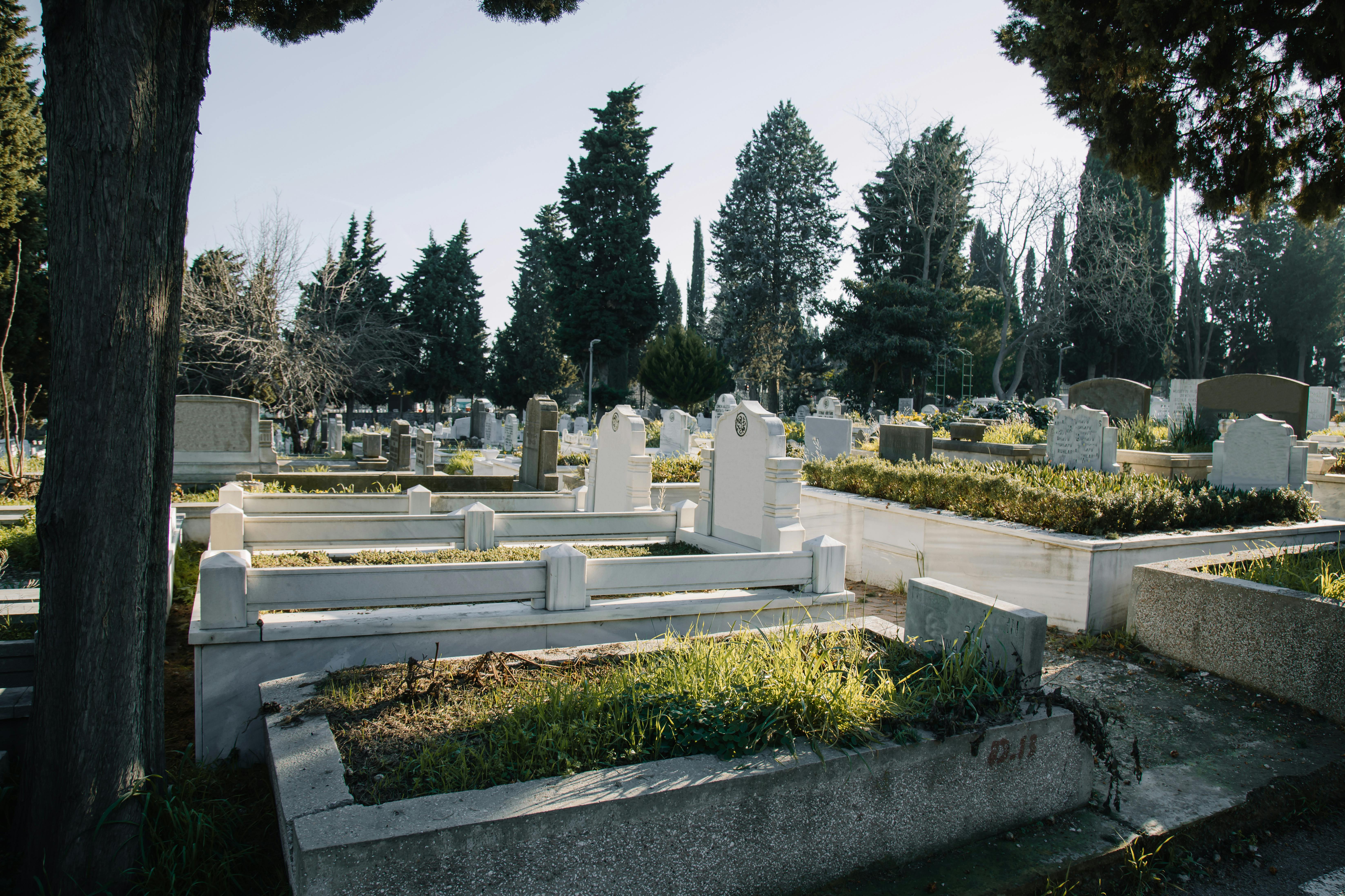 cimetière avec végétation